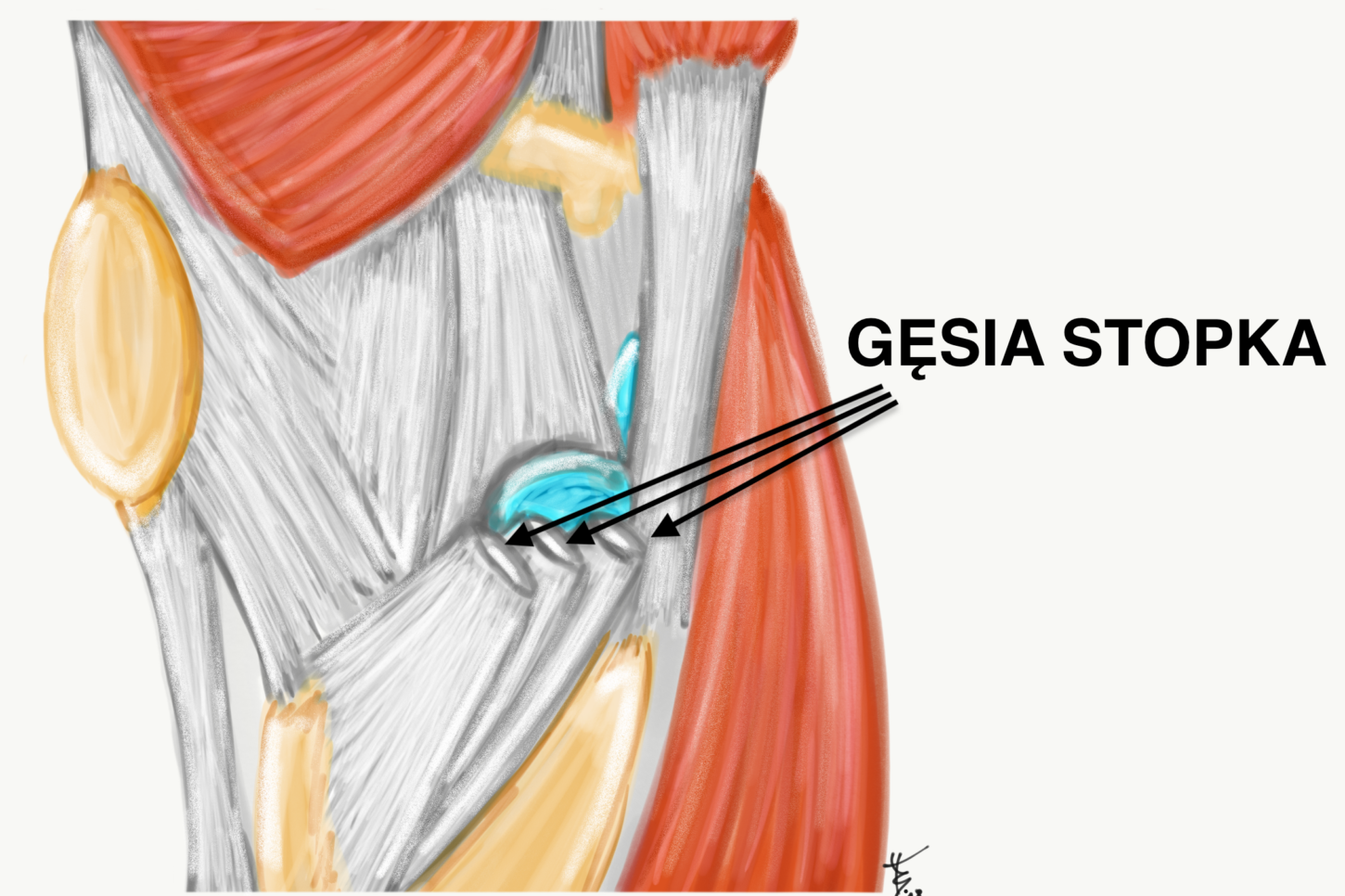 Rys. 4 gęsia stopka. podpis