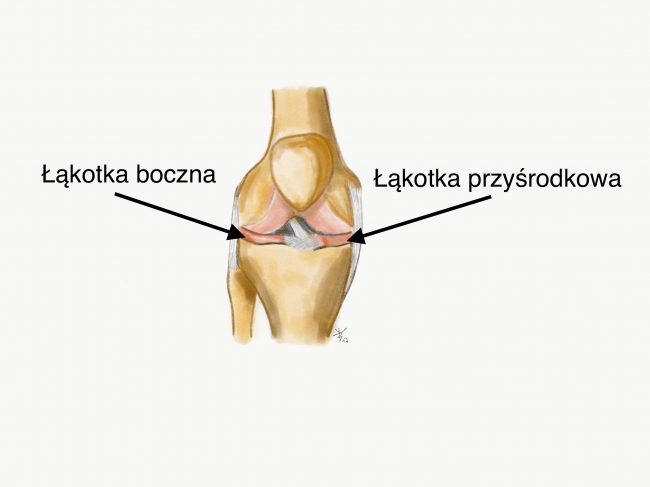 łąkotki popr łąkotka