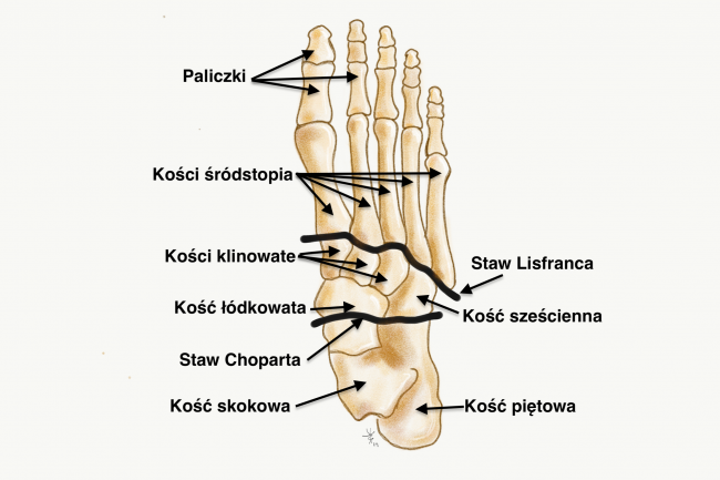 stopa góra stopa pronująca