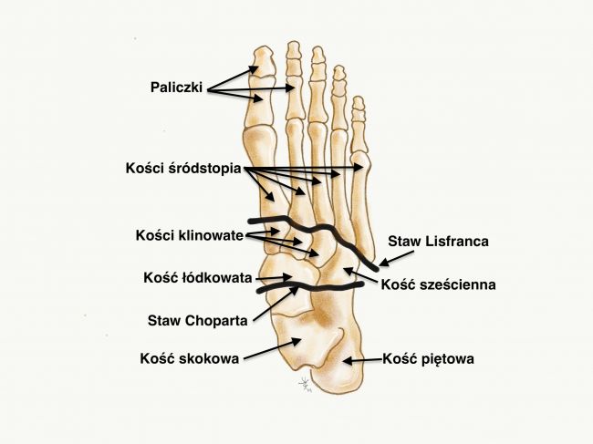 stopa góra stopa pronująca