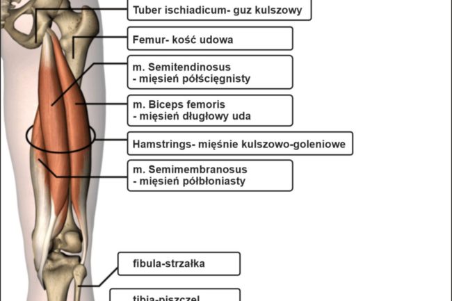 mięsień-dwugłowy-kontuzja