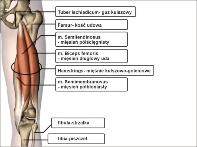 mięsień-dwugłowy-kontuzja